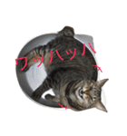 保護猫すたんぷ 2（個別スタンプ：29）