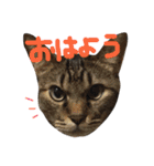 保護猫すたんぷ 2（個別スタンプ：30）