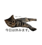 保護猫すたんぷ 2（個別スタンプ：31）