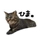 保護猫すたんぷ 2（個別スタンプ：32）