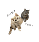 保護猫すたんぷ 2（個別スタンプ：33）