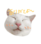 保護猫すたんぷ 2（個別スタンプ：34）