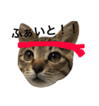 保護猫すたんぷ 2（個別スタンプ：35）