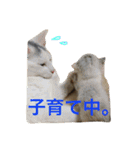 保護猫すたんぷ 2（個別スタンプ：36）