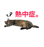 保護猫すたんぷ 2（個別スタンプ：37）