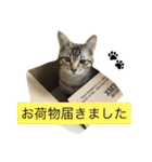 保護猫すたんぷ 2（個別スタンプ：38）