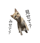 保護猫すたんぷ 2（個別スタンプ：39）