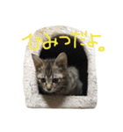 保護猫すたんぷ 2（個別スタンプ：40）