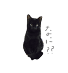 黒猫とフェレット（個別スタンプ：1）