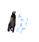 黒猫とフェレット（個別スタンプ：2）