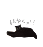 黒猫とフェレット（個別スタンプ：3）