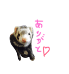 黒猫とフェレット（個別スタンプ：5）