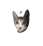 We are cats brother（個別スタンプ：1）