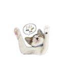 We are cats brother（個別スタンプ：3）
