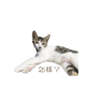 We are cats brother（個別スタンプ：4）