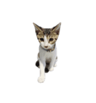 We are cats brother（個別スタンプ：5）