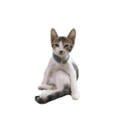 We are cats brother（個別スタンプ：6）