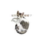 We are cats brother（個別スタンプ：7）
