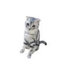We are cats brother（個別スタンプ：10）