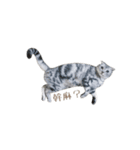 We are cats brother（個別スタンプ：11）