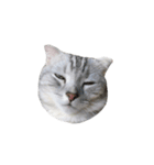 We are cats brother（個別スタンプ：12）