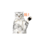 We are cats brother（個別スタンプ：14）