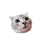 We are cats brother（個別スタンプ：15）