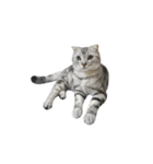 We are cats brother（個別スタンプ：16）