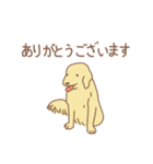 ゴールデンのラブちゃん（個別スタンプ：10）