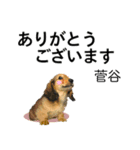 菅谷さん用の名前スタンプ・子犬イラスト（個別スタンプ：2）