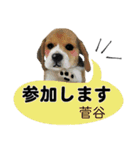 菅谷さん用の名前スタンプ・子犬イラスト（個別スタンプ：7）