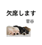 菅谷さん用の名前スタンプ・子犬イラスト（個別スタンプ：8）