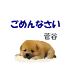 菅谷さん用の名前スタンプ・子犬イラスト（個別スタンプ：9）