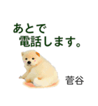 菅谷さん用の名前スタンプ・子犬イラスト（個別スタンプ：13）