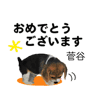 菅谷さん用の名前スタンプ・子犬イラスト（個別スタンプ：15）