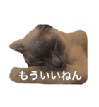 シャムのラグちゃん（個別スタンプ：3）