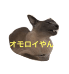 シャムのラグちゃん（個別スタンプ：6）