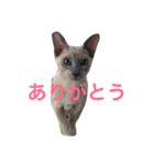 シャムのラグちゃん（個別スタンプ：8）