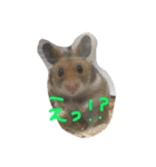 ハムスターのたろちゃんだよ（個別スタンプ：1）