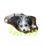 マルチとチワワのmix犬 cusuca（個別スタンプ：7）