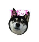 柴犬のらんちゃん（個別スタンプ：8）