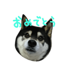 柴犬のらんちゃん（個別スタンプ：16）