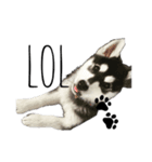 ヒロTHEポンスキー~子犬編第2弾~（個別スタンプ：8）