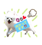白ポメ-レオくん。（個別スタンプ：32）