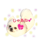 白ポメ-レオくん。（個別スタンプ：40）