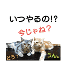 猫のあんずです(流行語編)（個別スタンプ：1）