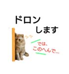 猫のあんずです(流行語編)（個別スタンプ：2）