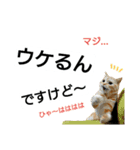 猫のあんずです(流行語編)（個別スタンプ：3）