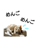 猫のあんずです(流行語編)（個別スタンプ：4）