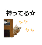 猫のあんずです(流行語編)（個別スタンプ：8）